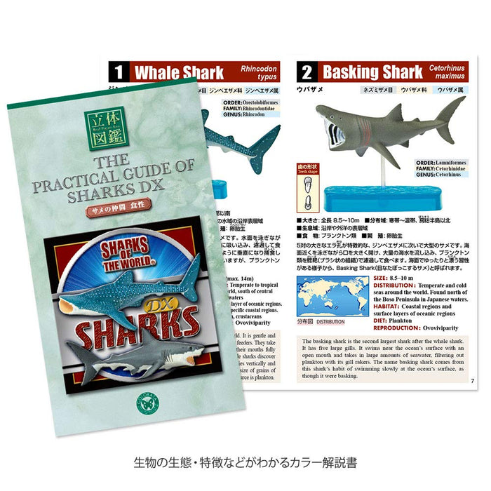 COLORATA Real Figure Sharks of the World DX BOX Set of 9 figures ‎974629 NEW_6