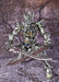 Makai Kadou Garo SILVER FANGED KNIGHT ZERO Action Figure BANDAI Japan_6