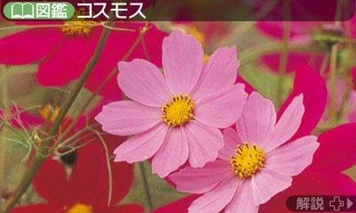 Hana to Ikimono Rittai Zukan CTR-P-ASUJ pictorial book of flowers & creatures_8