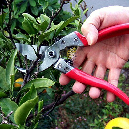 Ars pruning shears Pruner Buiesunain VS-9Z NEW from Japan_2