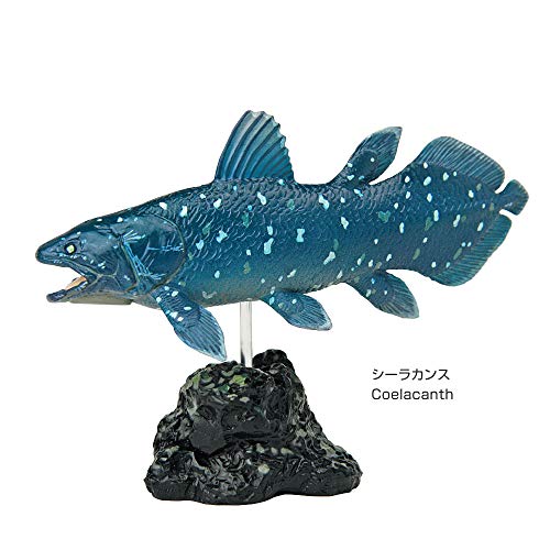 Colorata Real Figure box Set Fossil Fish ancient fish 7 types of 7 figures NEW_2