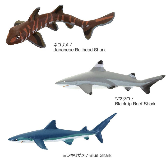 Colorata Real Figure box 975527 Set of 12 kind of Sharks with Box PlayableFigure_3