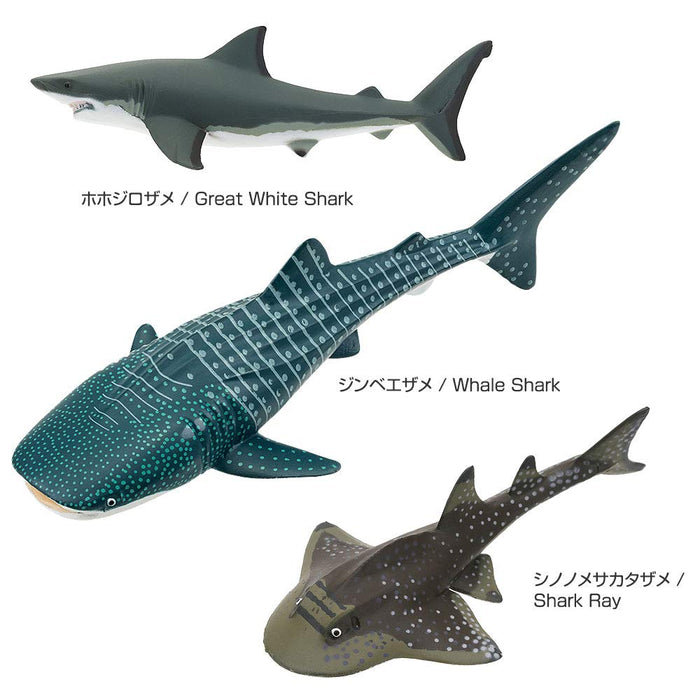 Colorata Real Figure box 975527 Set of 12 kind of Sharks with Box PlayableFigure_5