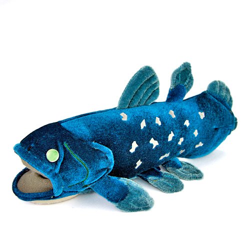 Cololata Realistic stuffed coelacanth S size 11cm x 10.5cm x 24cm NEW from Japan_1