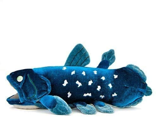 Cololata Realistic stuffed coelacanth S size 11cm x 10.5cm x 24cm NEW from Japan_3