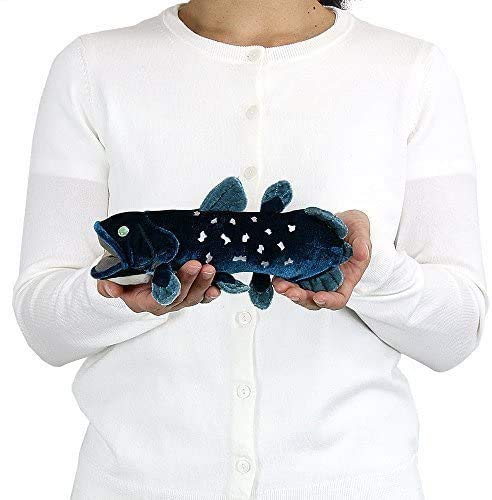Cololata Realistic stuffed coelacanth S size 11cm x 10.5cm x 24cm NEW from Japan_4