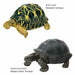 COLORATA Real Figure ENDANGERED SPECIES Reptiles BOX NEW from Japan_4