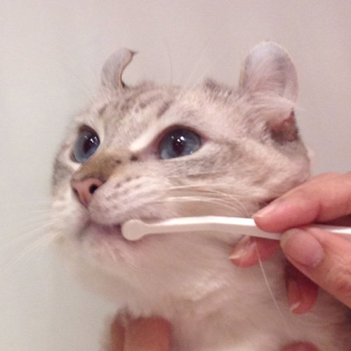 Mind Up Toothbrush Micro Head for Cats Made in Japan NEW_3