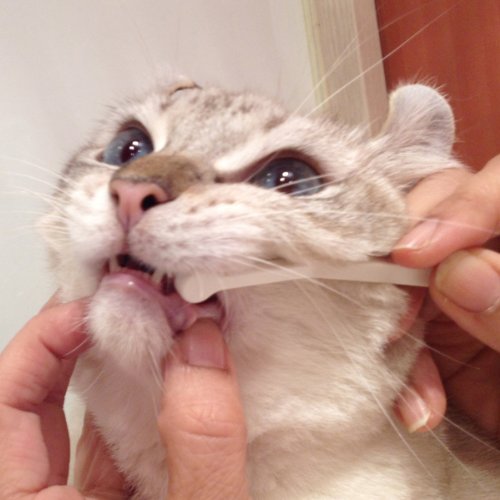Mind Up Toothbrush Micro Head for Cats Made in Japan NEW_4