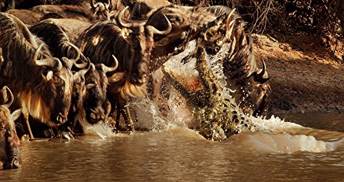 Nature 3D & 2D Blu-ray Set Patrick Morris 4K Dolby Atmos GNXF1803 NEW from Japan_10