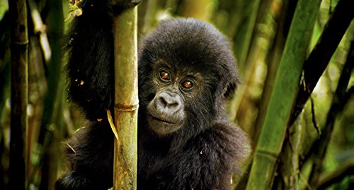 Nature 3D & 2D Blu-ray Set Patrick Morris 4K Dolby Atmos GNXF1803 NEW from Japan_5