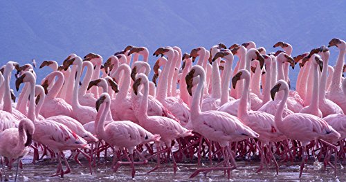 Nature 3D & 2D Blu-ray Set Patrick Morris 4K Dolby Atmos GNXF1803 NEW from Japan_8