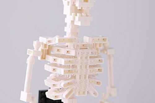 nanoblock Human Skeleton NBM014 NEW from Japan_5