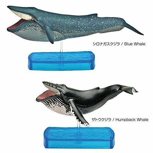 COLORATA Real Figure Marine Mammals Deluxe BOX NEW from Japan_5