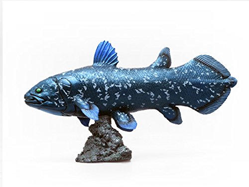 Favorite Coelacanth soft Vinyl Figure FF-001 L18.5xW5.6xH10.5cm Real Fish Figure_2