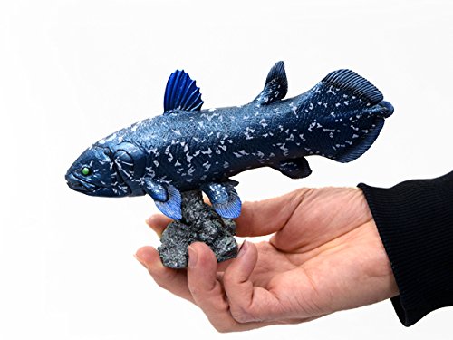 Favorite Coelacanth soft Vinyl Figure FF-001 L18.5xW5.6xH10.5cm Real Fish Figure_5