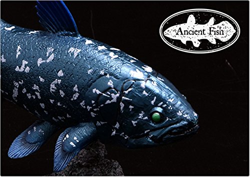 Favorite Coelacanth soft Vinyl Figure FF-001 L18.5xW5.6xH10.5cm Real Fish Figure_6