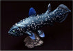 Favorite Coelacanth soft Vinyl Figure FF-001 L18.5xW5.6xH10.5cm Real Fish Figure_9