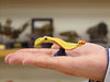 Favorite Cambrian Creatures Mini Model Burgess Series Dinosaur Figure 9set NEW_5