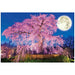 1000 Piece Jigsaw 51-227 Maruyama Park Night Cherry Blossom 49x72cm Beverly NEW_2