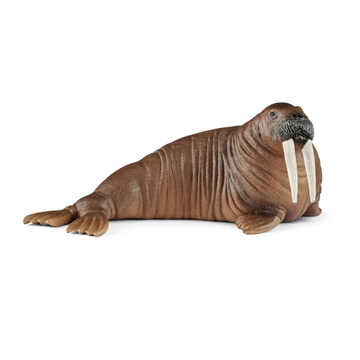 SCHLEICH Wildlife Walrus PVC Figure 14803 13.5x6.5x5.2cm Real Design Animal NEW_1