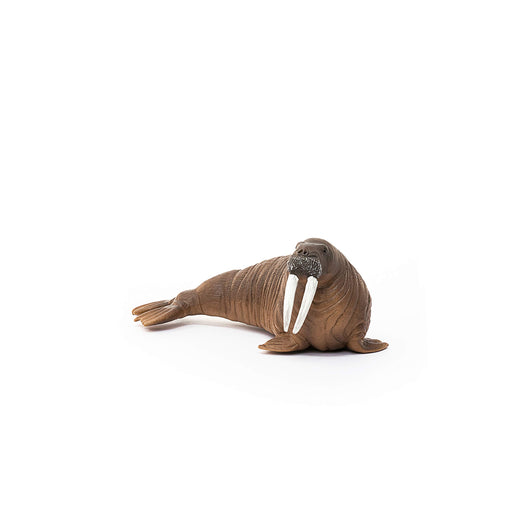 SCHLEICH Wildlife Walrus PVC Figure 14803 13.5x6.5x5.2cm Real Design Animal NEW_2