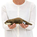 Karorata oriental small-clawed otter stuffed animal 9cm×7.5cm×30cm NEW_3
