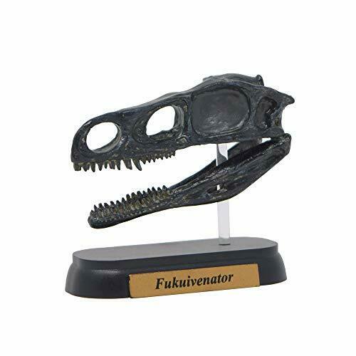Dinosaur Fukuivenator Skull Mini model (FDW-512) NEW from Japan_1