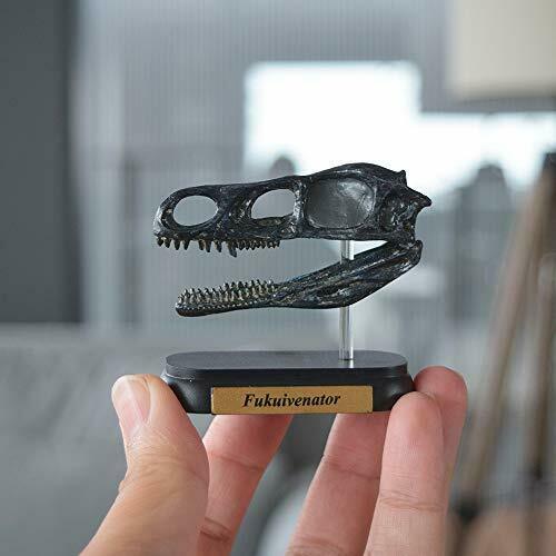 Dinosaur Fukuivenator Skull Mini model (FDW-512) NEW from Japan_4