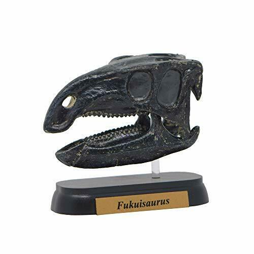 Dinosaur Fukuisaurus Skull Mini model (FDW-511) NEW from Japan_1