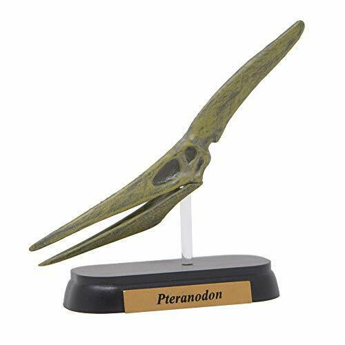 Dinosaur Pteranodon Skull Mini model (FDW-509) NEW from Japan_1