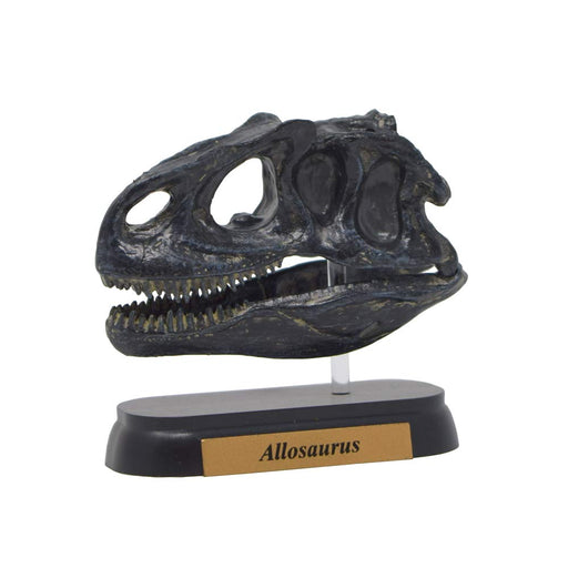 Favorite Dinosaur Allosaurus Skull Mini Model FDW-505 L6.3xW2.8xH5.7cm PVC NEW_1