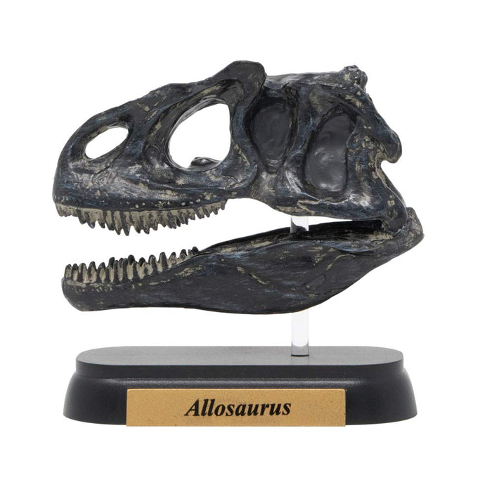 Favorite Dinosaur Allosaurus Skull Mini Model FDW-505 L6.3xW2.8xH5.7cm PVC NEW_2