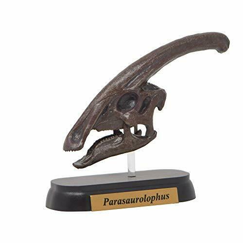 Dinosaur Parasaurolophus Skull Mini model (FDW-504) NEW from Japan_1