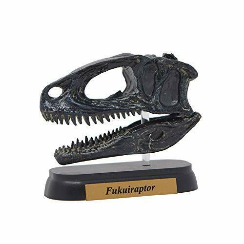 Dinosaur Fukuiraptor Skull Mini model (FDW-510) NEW from Japan_1