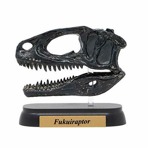 Dinosaur Fukuiraptor Skull Mini model (FDW-510) NEW from Japan_2