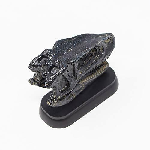 Dinosaur Fukuiraptor Skull Mini model (FDW-510) NEW from Japan_3