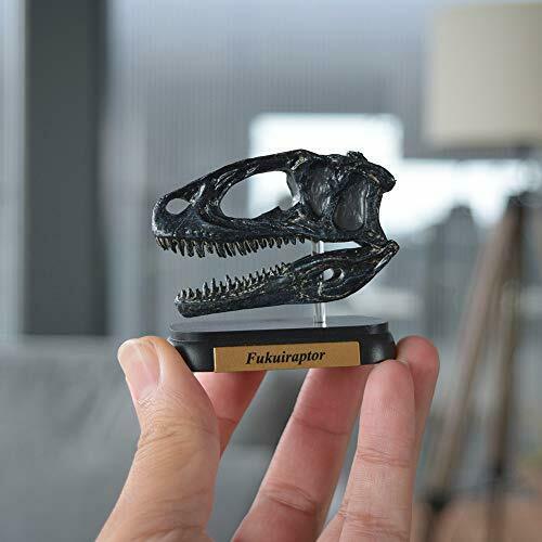 Dinosaur Fukuiraptor Skull Mini model (FDW-510) NEW from Japan_4