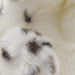 HANSA Snow Leopard Hand Puppet 32 Plush Doll 7502 Real Cute Animals Plush NEW_5