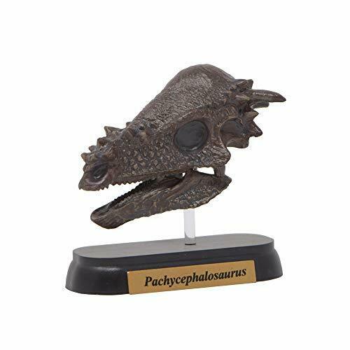 Favorite Pachycephalosaurus Skull  Dinosaur Mini model Designed by H.Tokugawa_1