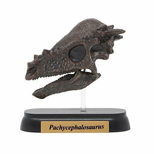 Favorite Pachycephalosaurus Skull  Dinosaur Mini model Designed by H.Tokugawa_2