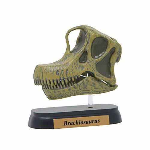 Dinosaur Brachiosaurus Skull Mini model (FDW-506) NEW from Japan_1