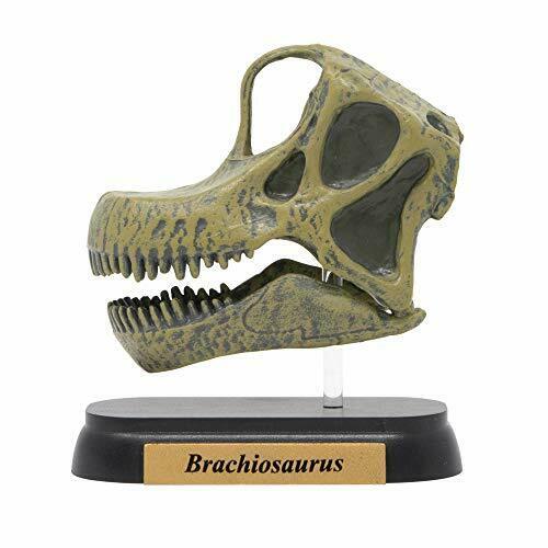 Dinosaur Brachiosaurus Skull Mini model (FDW-506) NEW from Japan_2