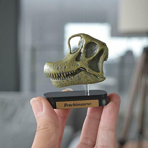 Dinosaur Brachiosaurus Skull Mini model (FDW-506) NEW from Japan_4