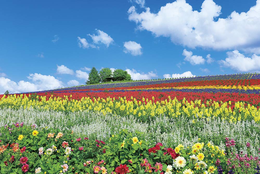 1000 piece Jigsaw puzzle Flower hill coloring Furano (Hokkaido) 50x75cm ‎10-1344_1