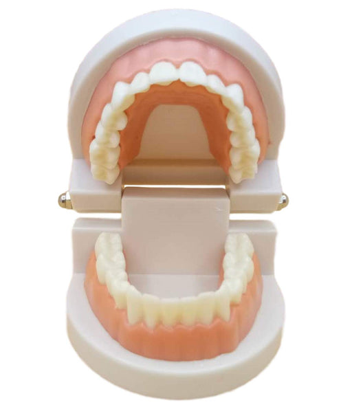 Dental Model Implant Bridge Dentist Research Explanation Small Size Pink NEW_1