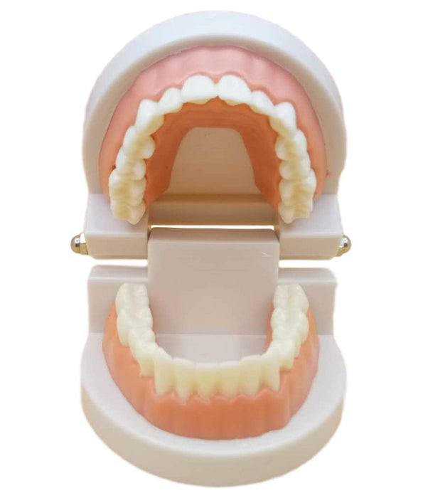 Dental Model Implant Bridge Dentist Research Explanation Small Size Pink NEW_1