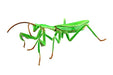 Fujimi 170824 Independent study series No.23 Tenodera aridifolia colored NEW_1