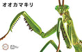 Fujimi 170824 Independent study series No.23 Tenodera aridifolia colored NEW_2