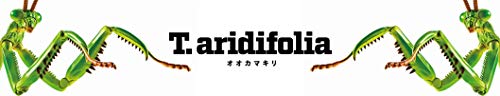 Fujimi 170824 Independent study series No.23 Tenodera aridifolia colored NEW_3